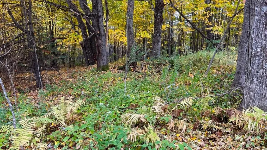 00 Tiffany Road Mount Holly VT 05730