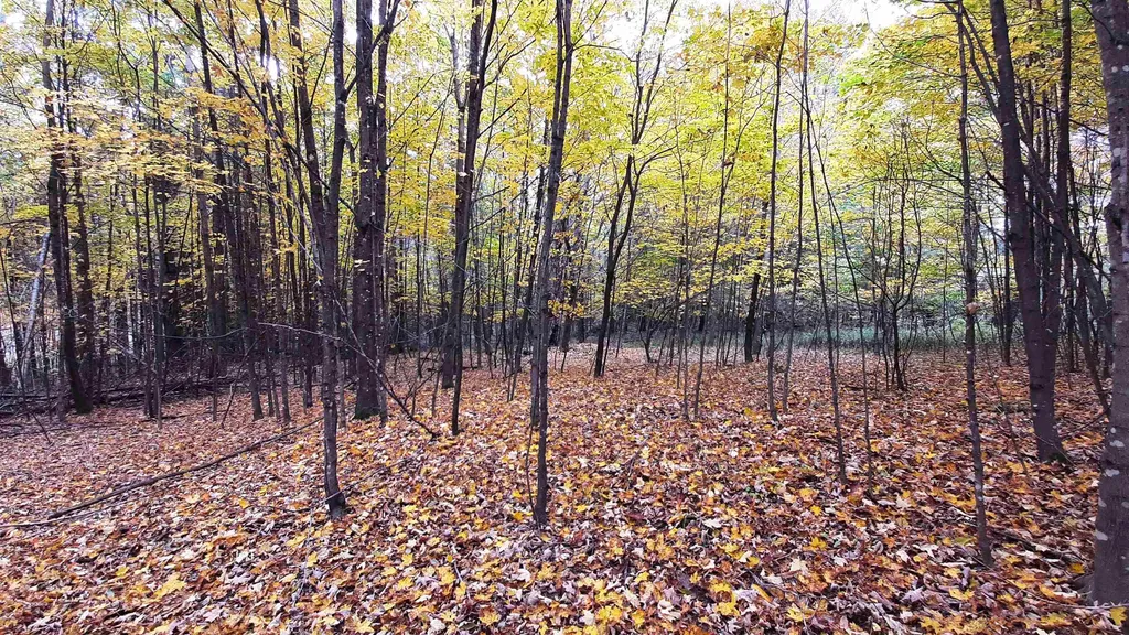 00 Tiffany Road Mount Holly VT 05730