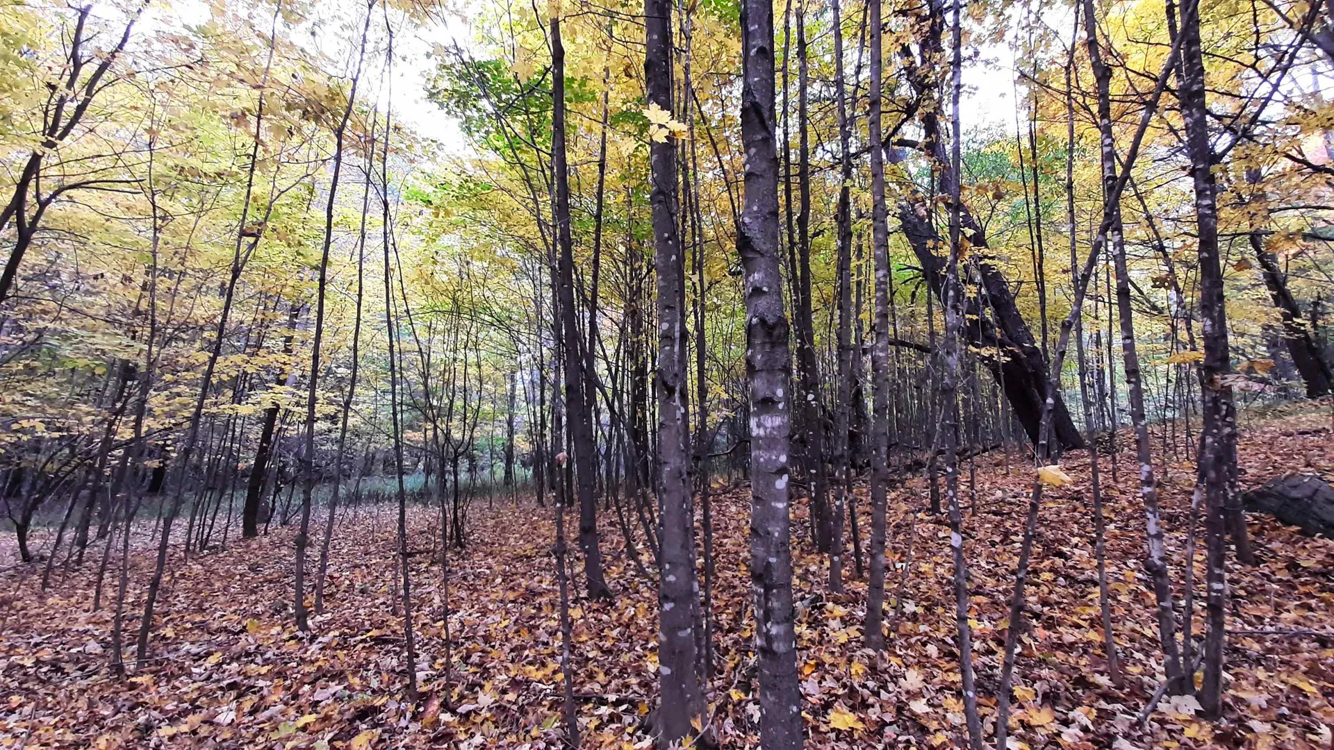 00 Tiffany Road Mount Holly VT 05730