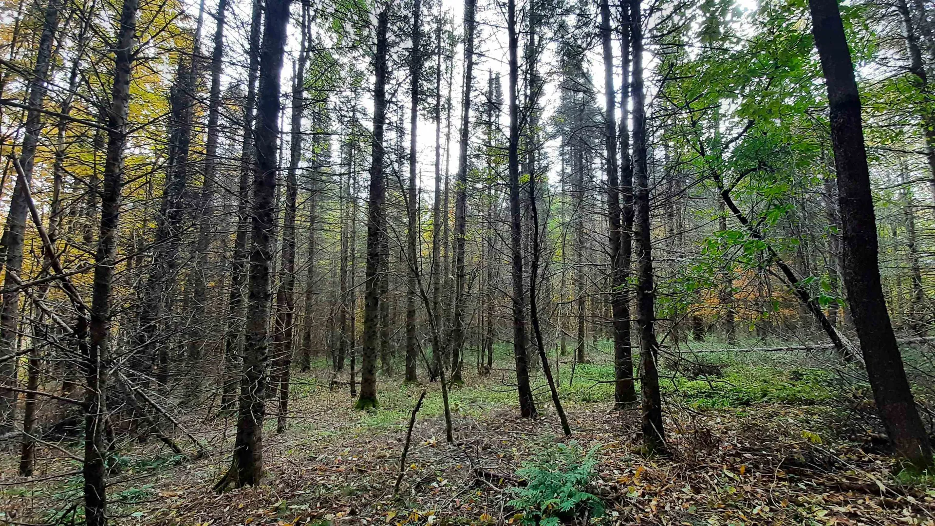 00 Tiffany Road Mount Holly VT 05730