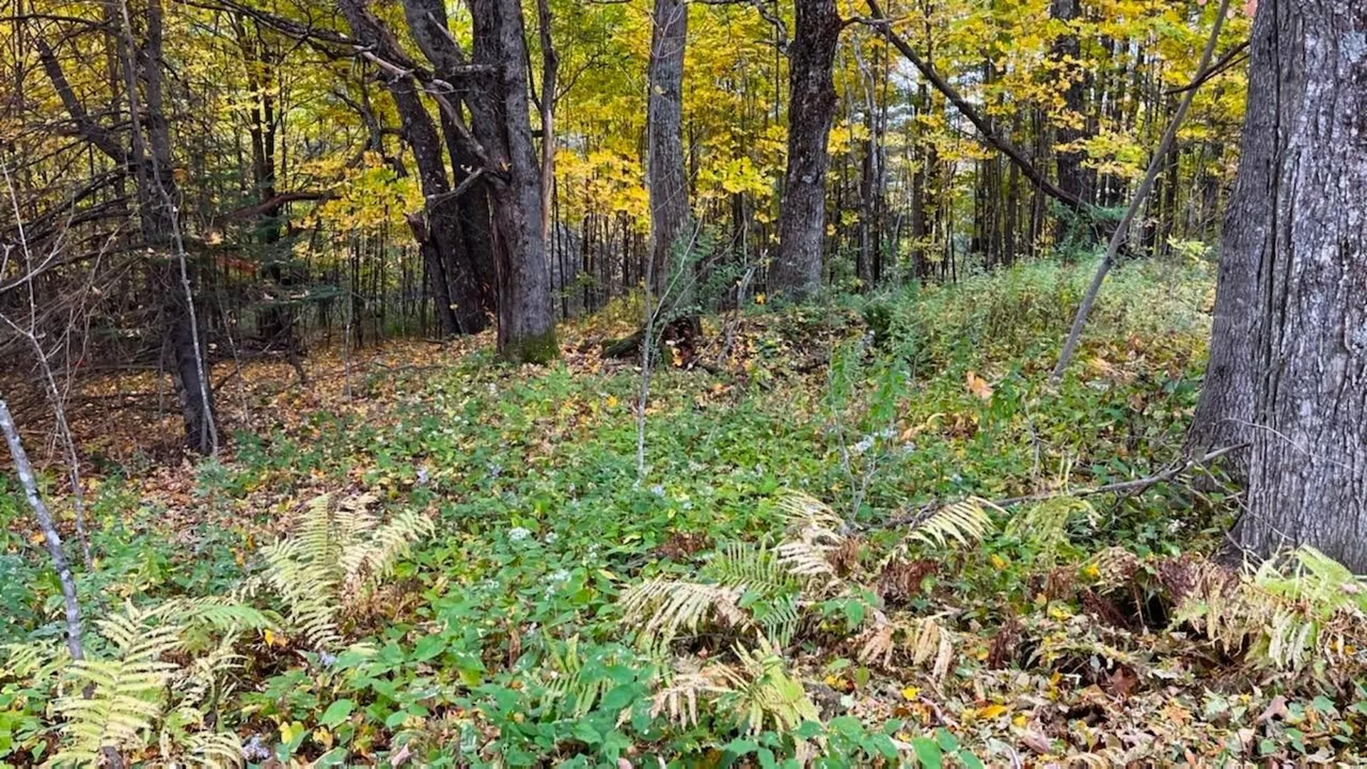 00 Tiffany Road Mount Holly VT 05730