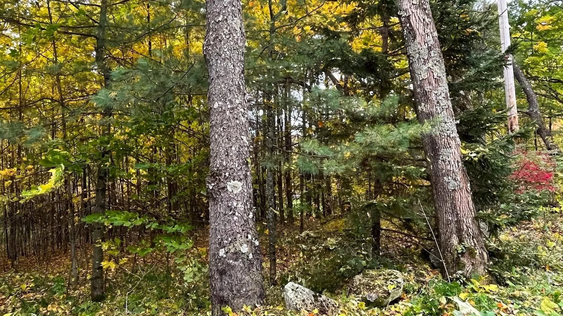 00 Tiffany Road Mount Holly VT 05730