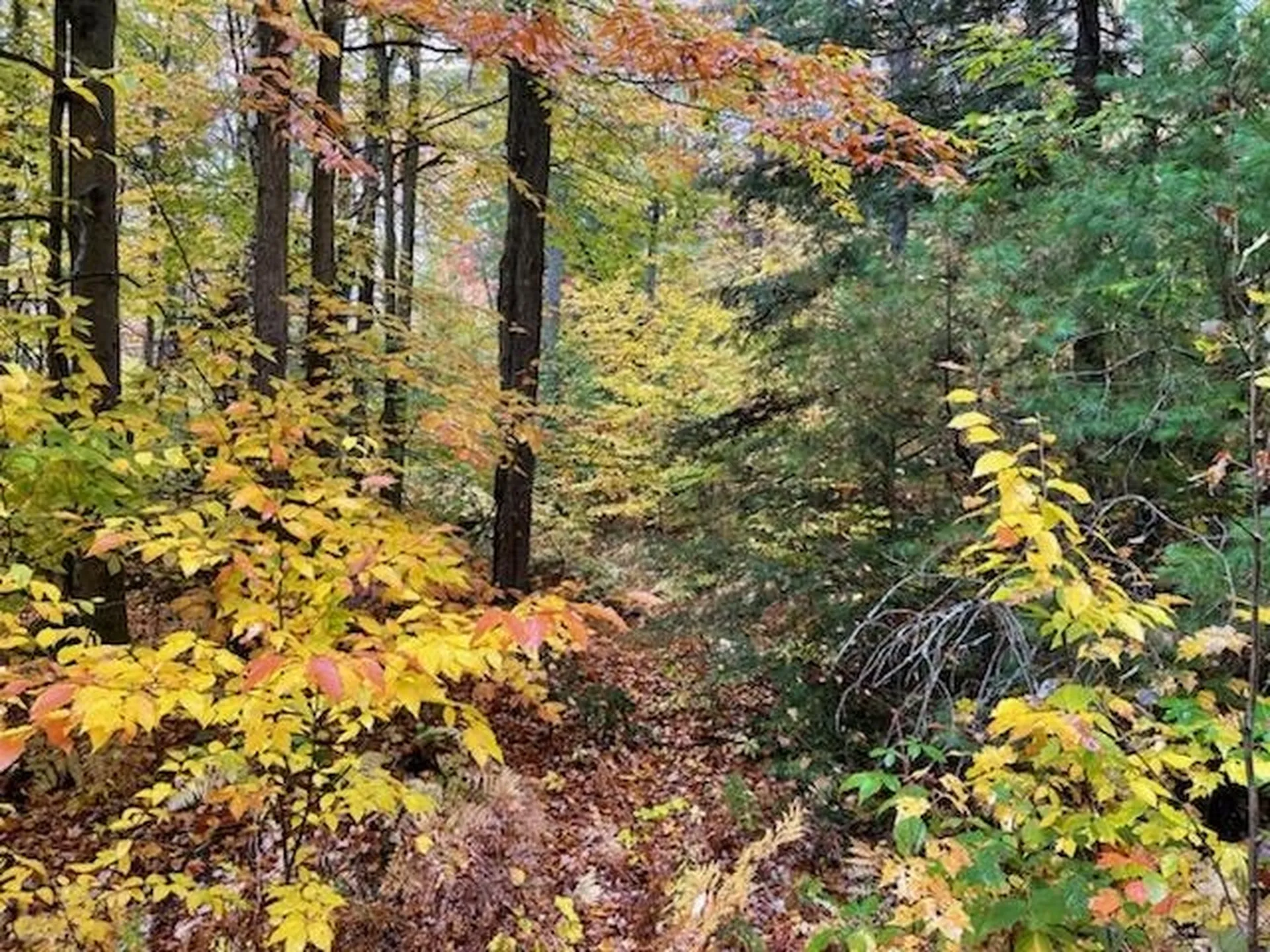 00 Litchfield Lane Royalton VT 05068