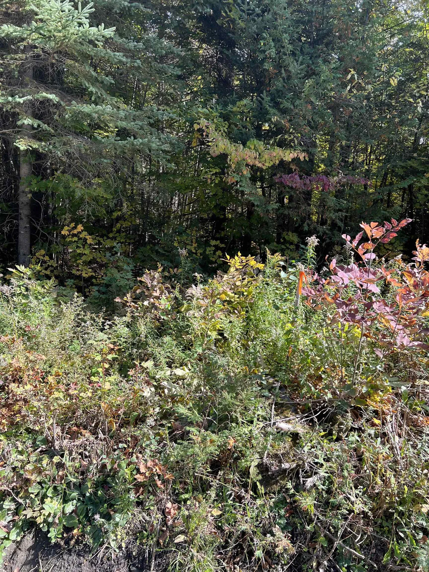 000 Holland Pond Road Holland VT 05830