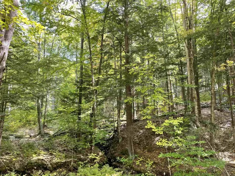 40 Griffin Hill Road Alstead NH 03602