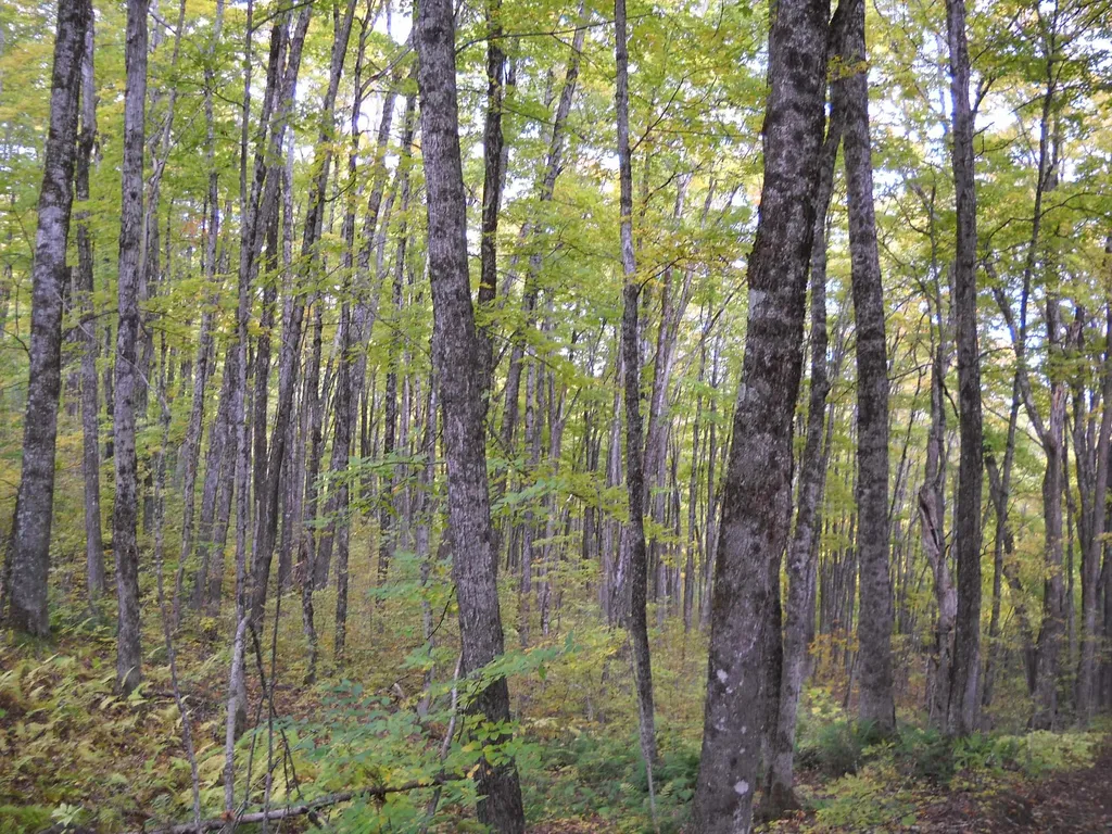 00 Peterson Road Topsham VT 05076