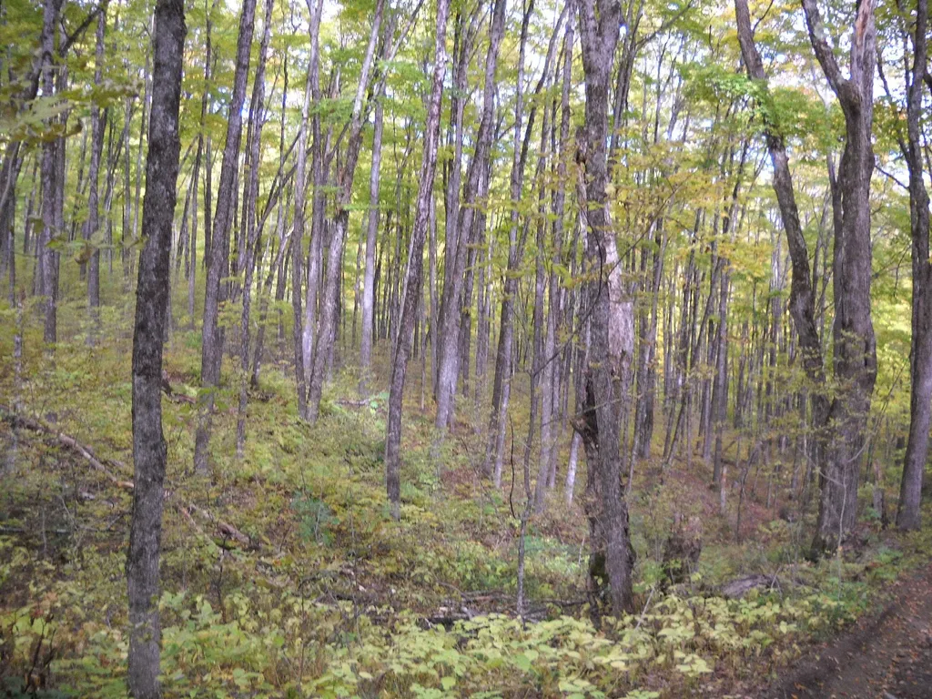 00 Peterson Road Topsham VT 05076