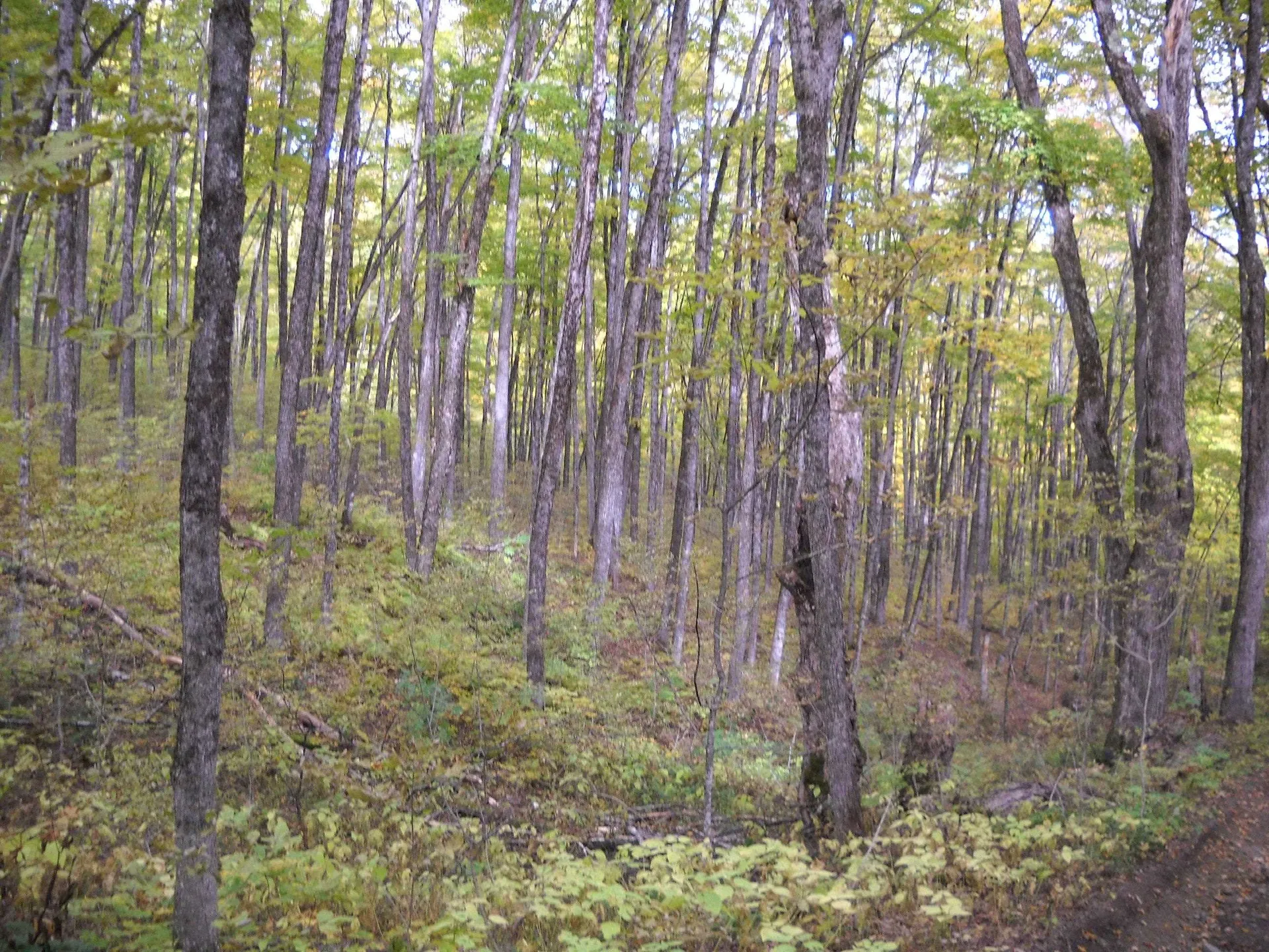 00 Peterson Road Topsham VT 05076