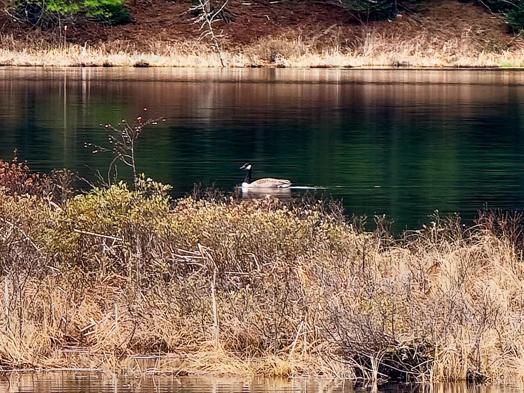 2775 Symes Pond Road Ryegate VT 05042