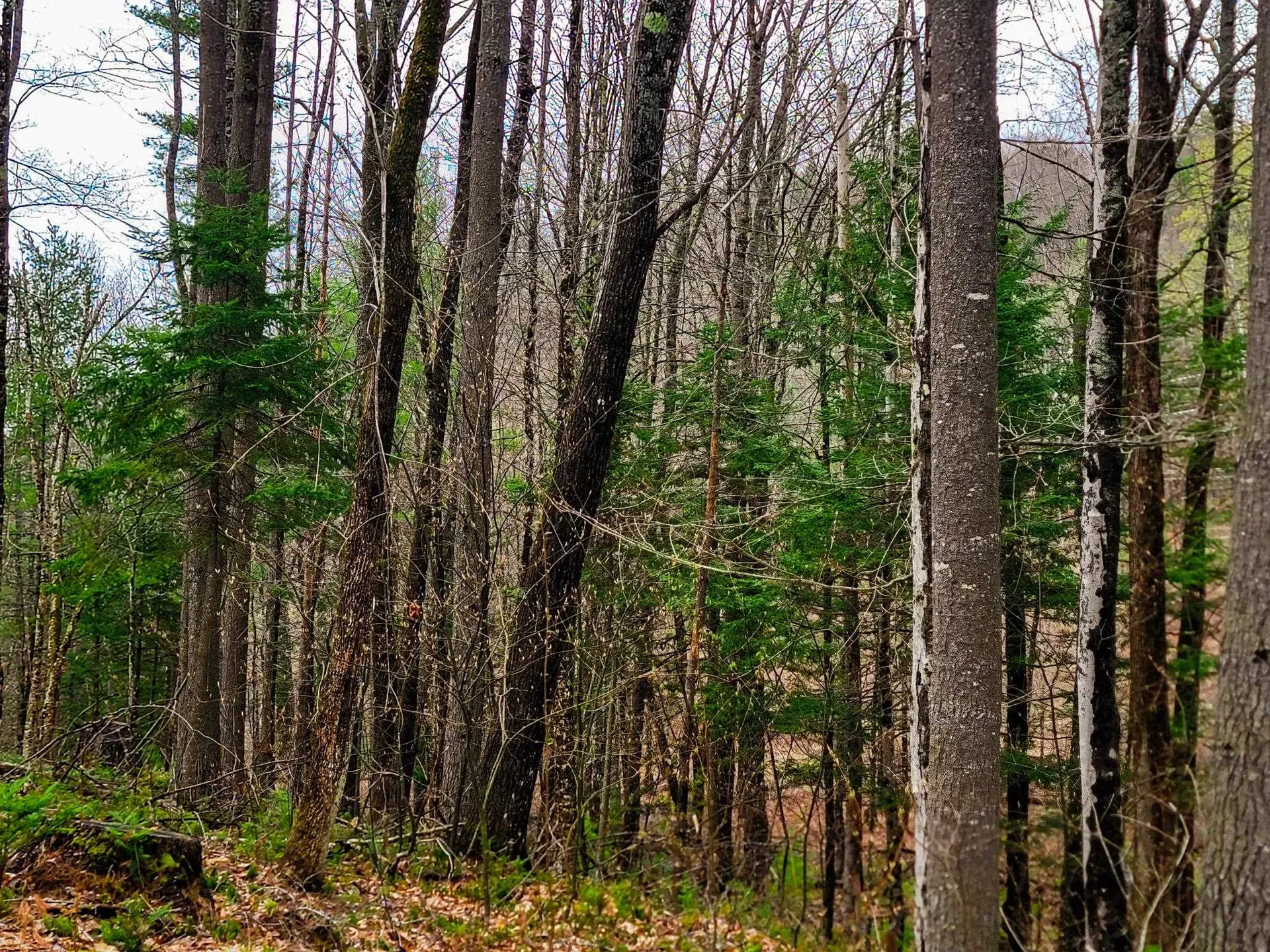 2775 Symes Pond Road Ryegate VT 05042