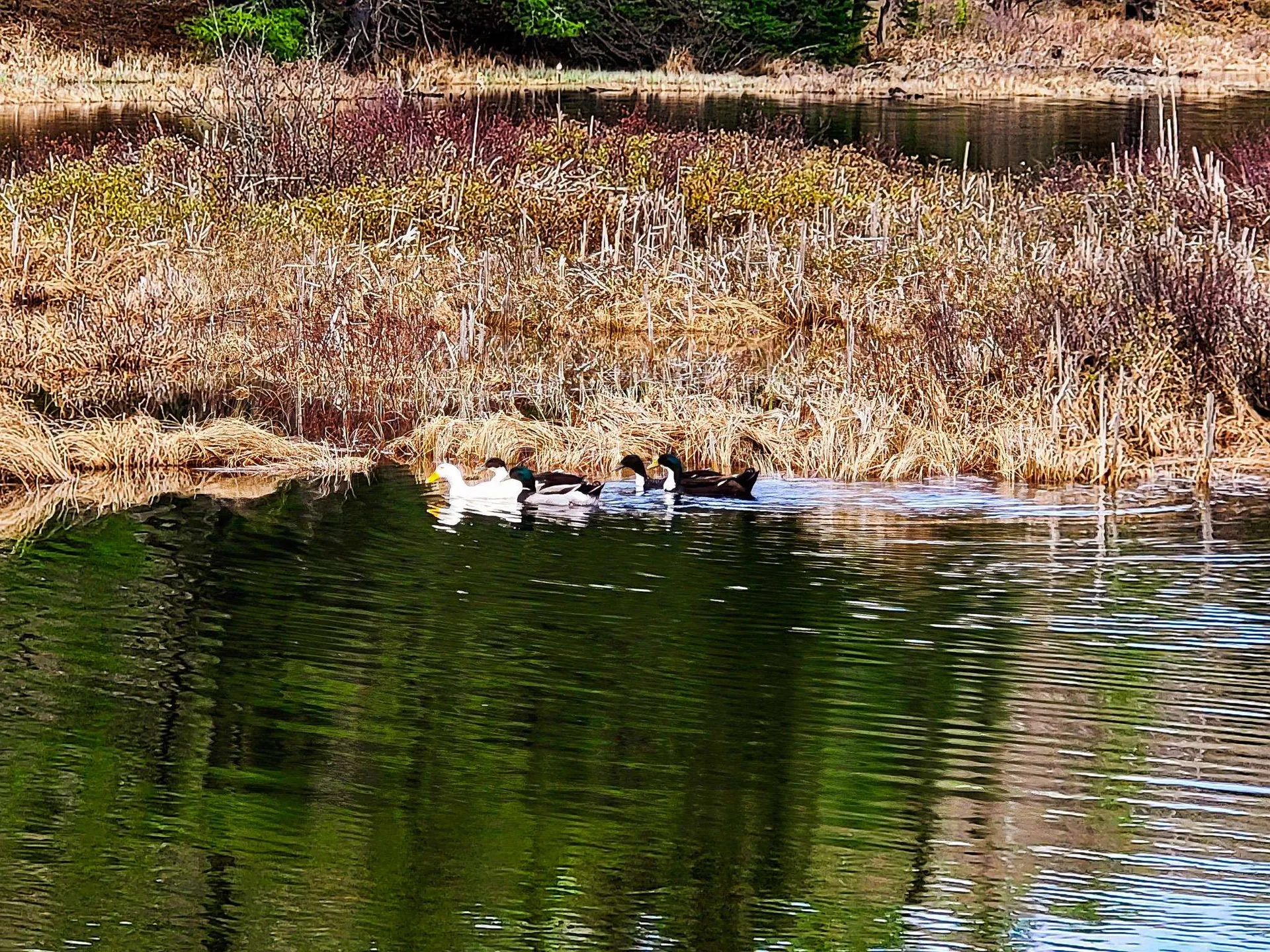 2775 Symes Pond Road Ryegate VT 05042