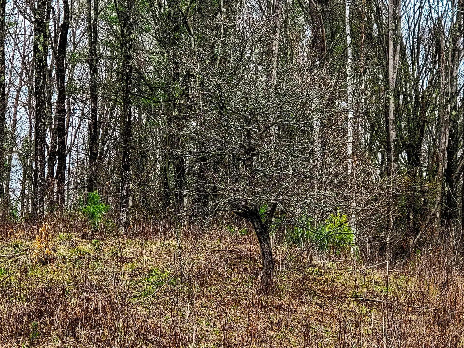 2775 Symes Pond Road Ryegate VT 05042