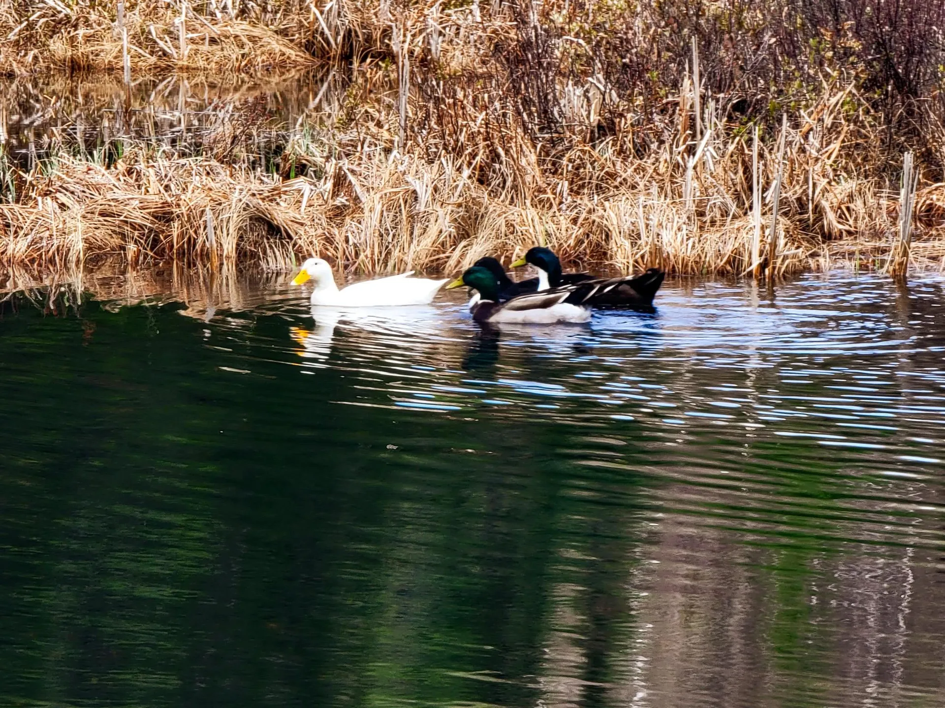 2775 Symes Pond Road Ryegate VT 05042