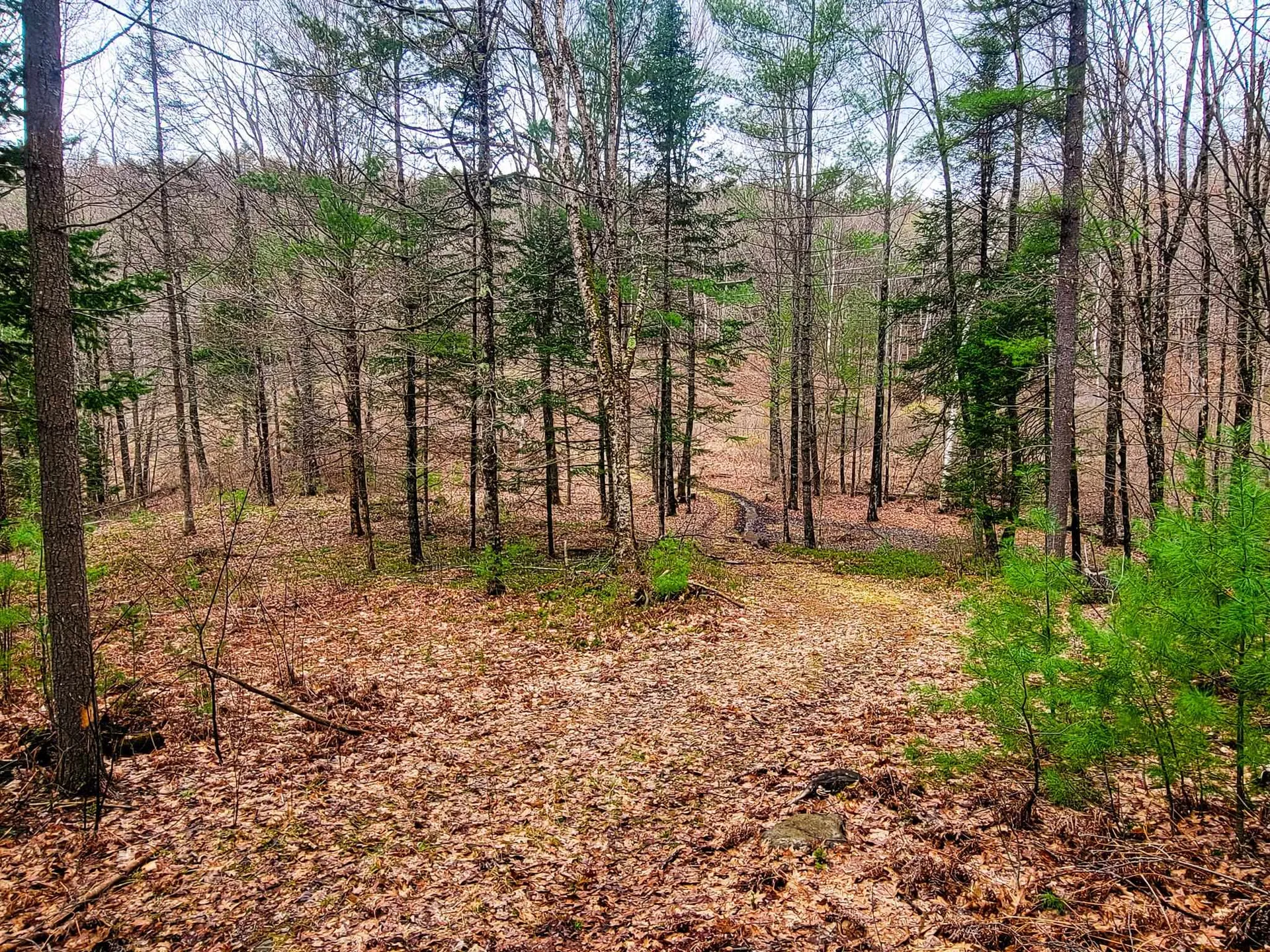2775 Symes Pond Road Ryegate VT 05042