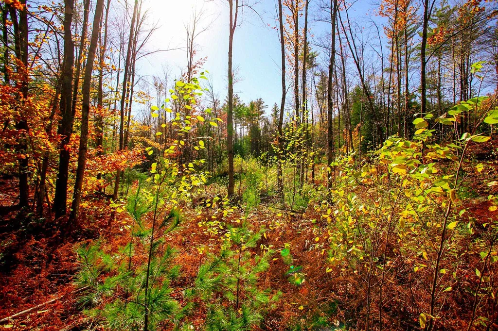 261 Porter Road Plainfield NH 03781
