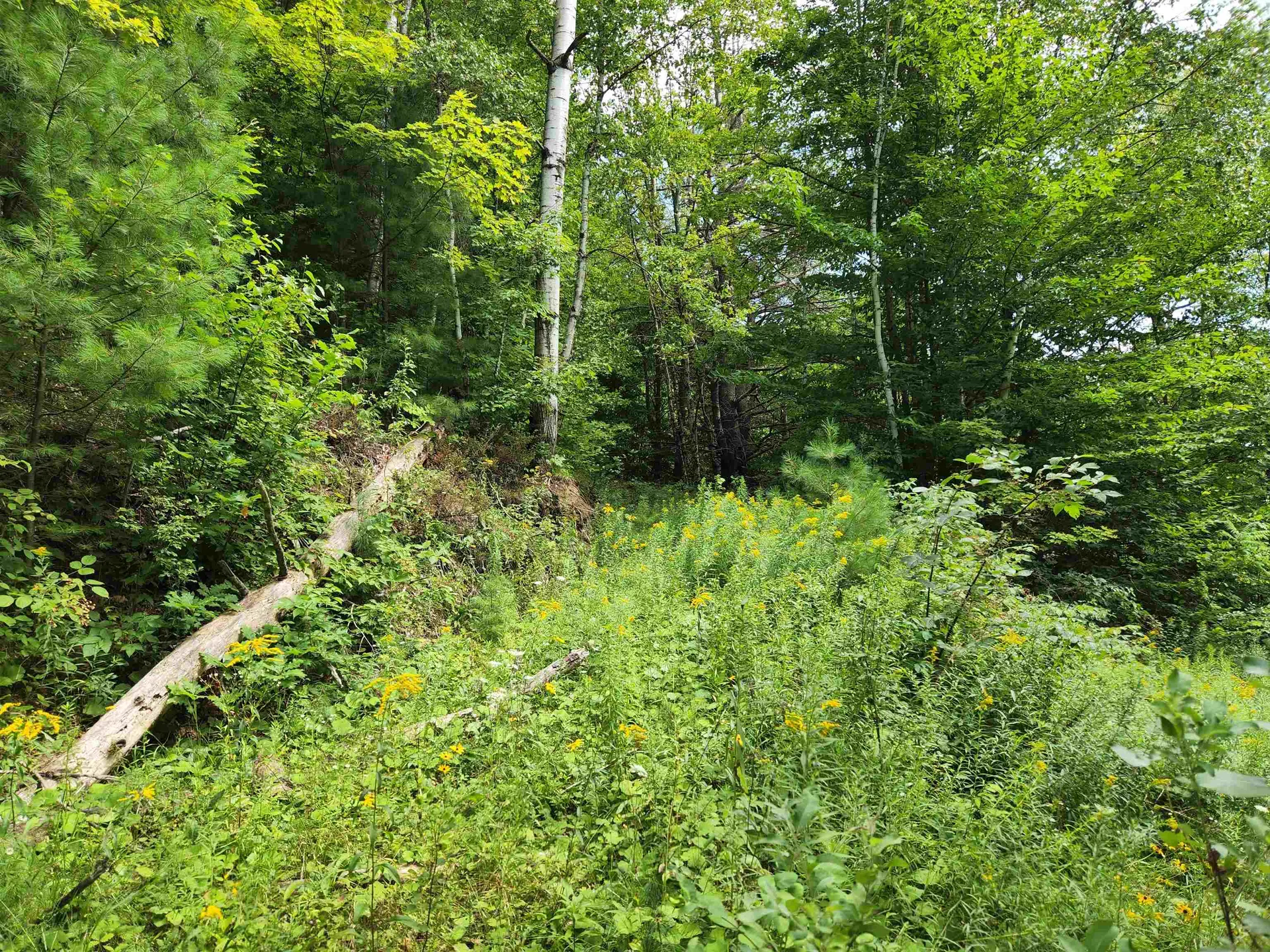 454 Durgin Hill Road Vershire VT 05079