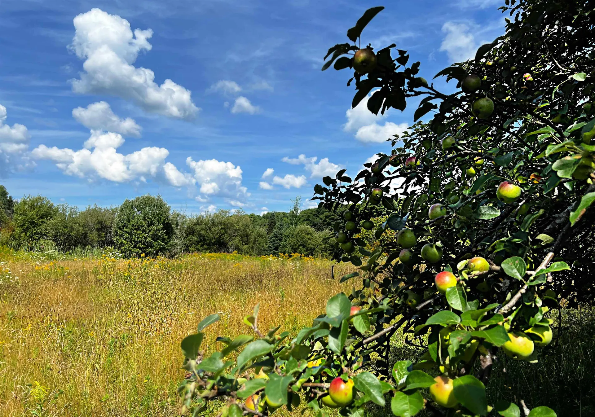 2711 Cabot Plains Road Cabot VT 05647