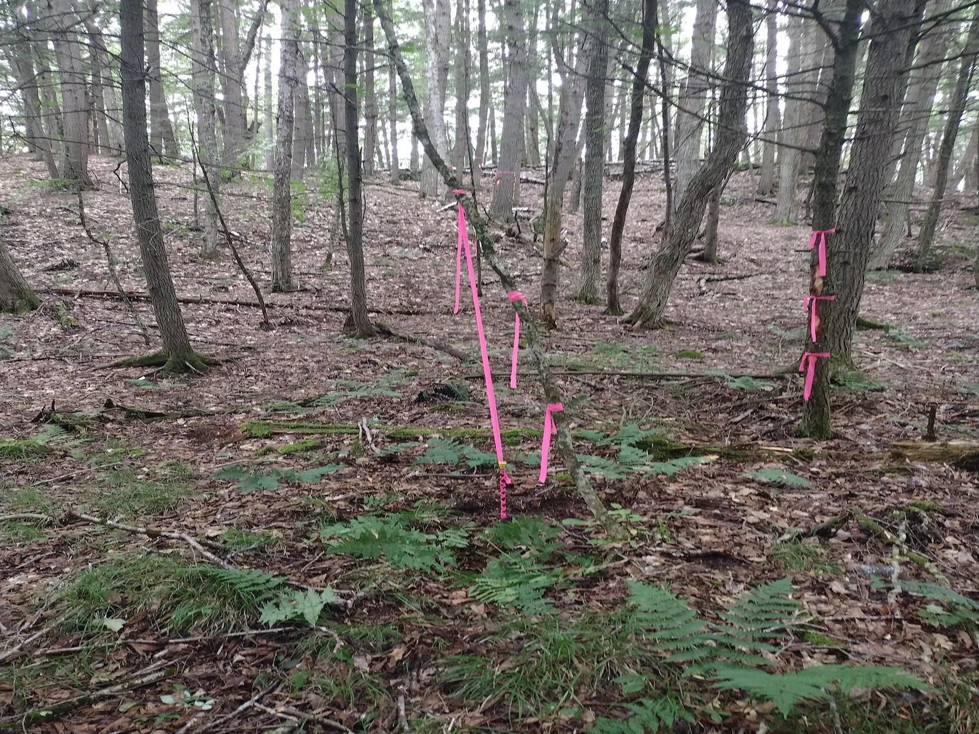 0 Wetherbee Road Lyman NH 03585