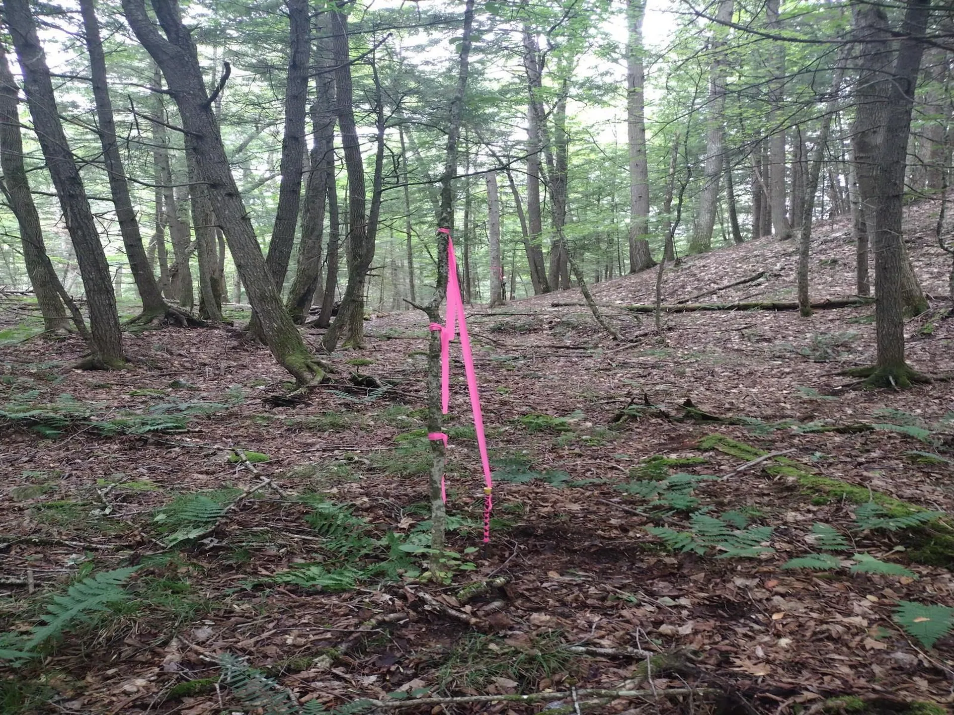 0 Wetherbee Road Lyman NH 03585