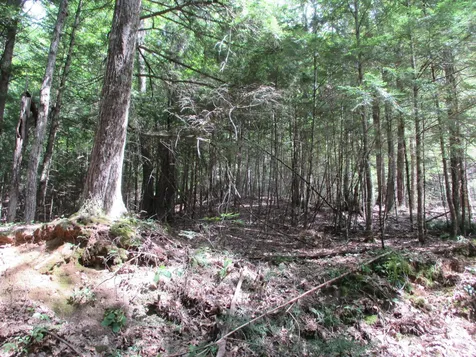 0 Wetherbee Road Lyman NH 03585