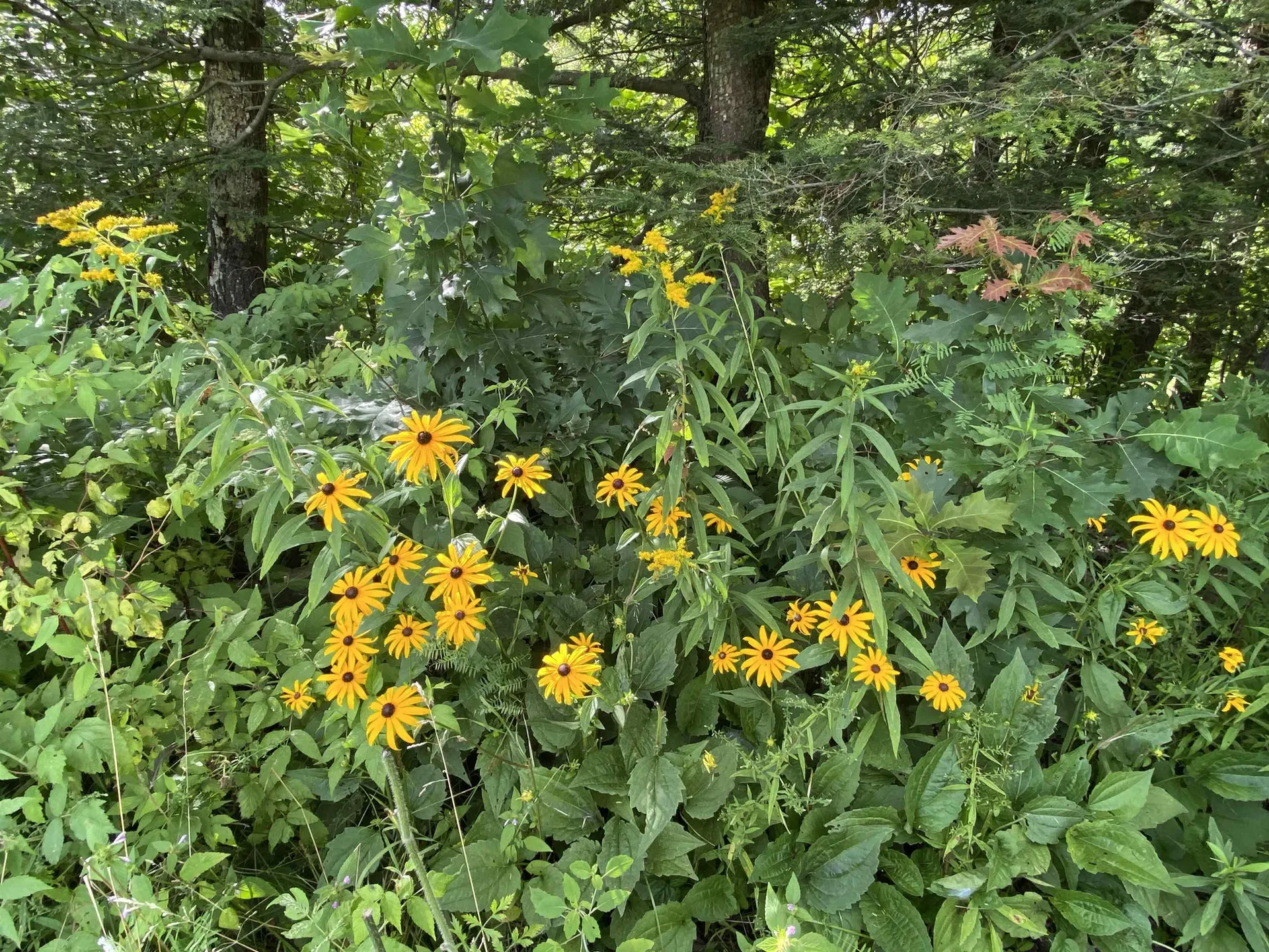 169 Tabor Hill Road Fairfax VT 05454