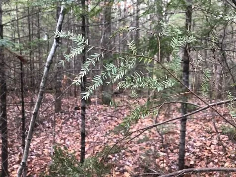25 Beech River Circle Ossipee NH 03864