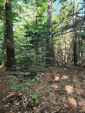 100 Birch Circle Campton NH 03223
