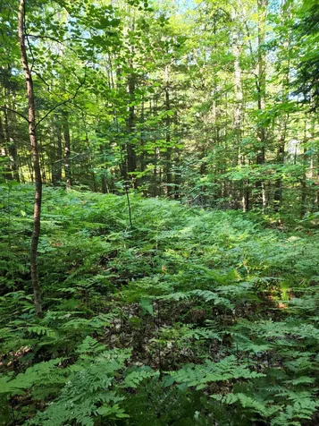 100 Birch Circle Campton NH 03223
