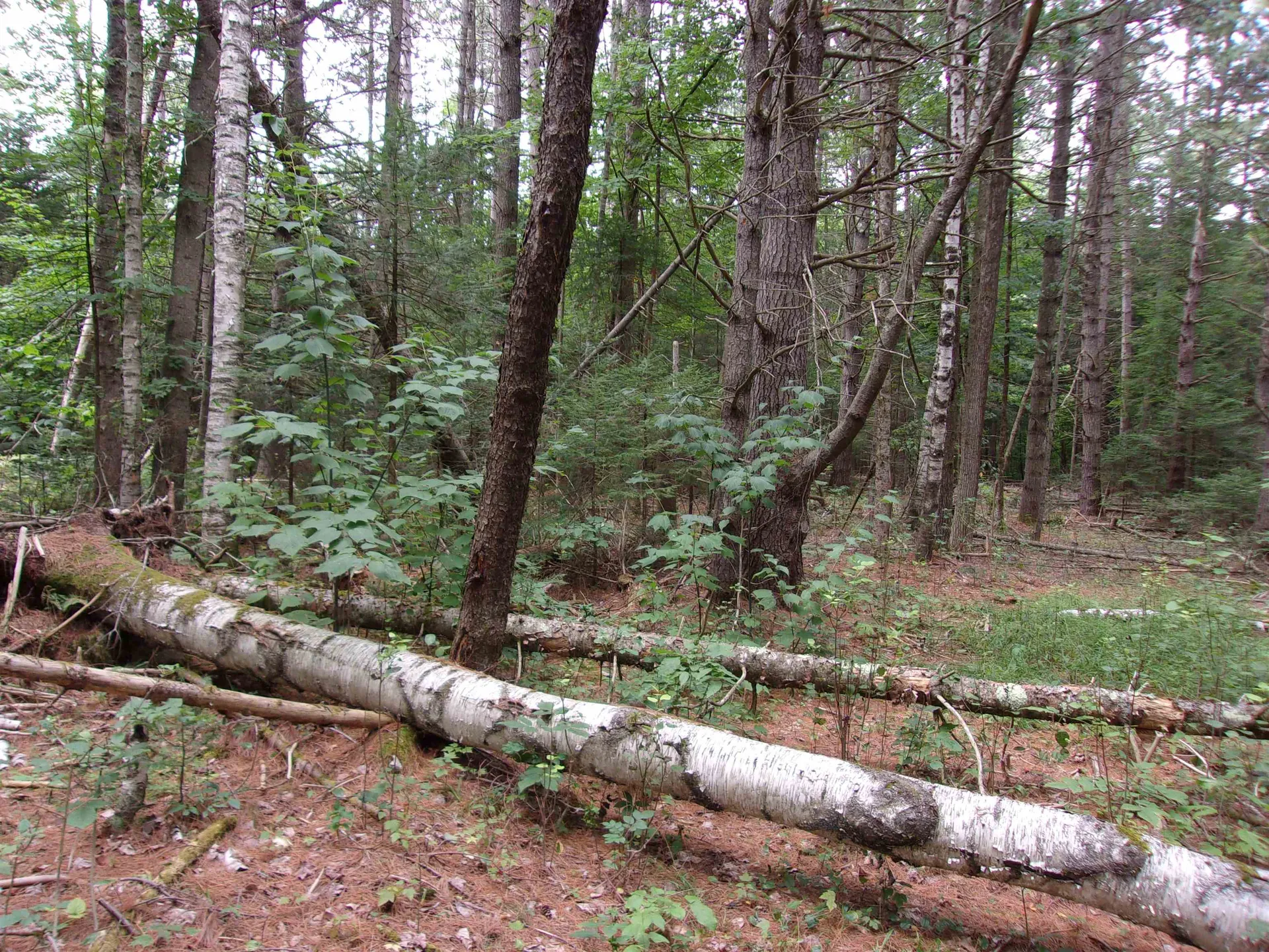 Rock Creek Drive Haverhill NH 03774