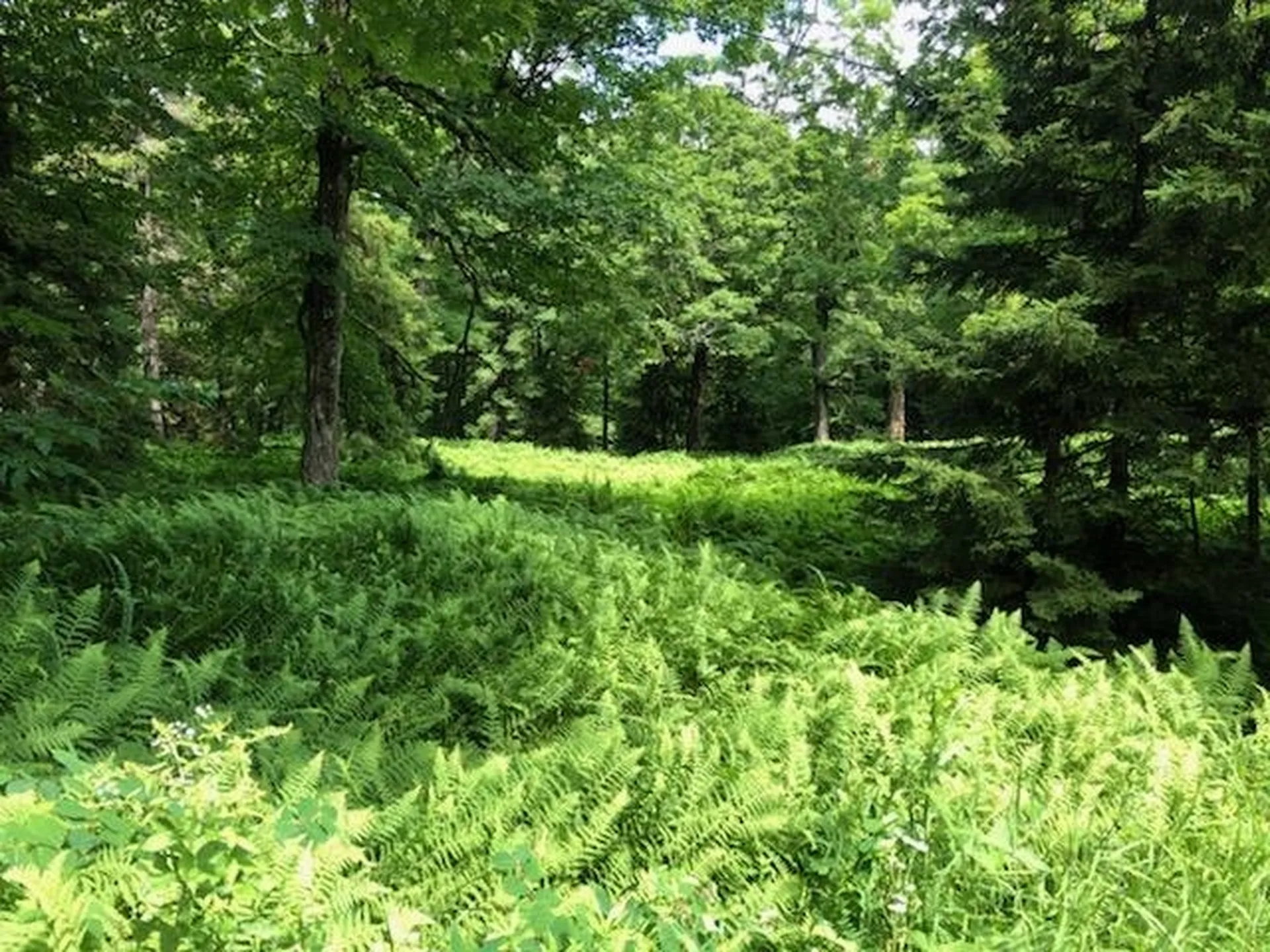 1258 Roxbury Mountain Road Warren VT 05674