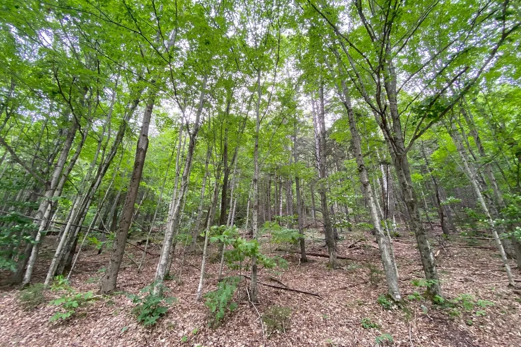 223 E Falcon Loop Rochester VT 05767