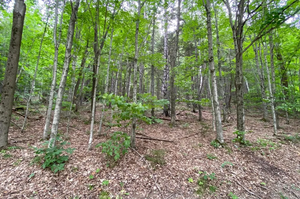223 E Falcon Loop Rochester VT 05767
