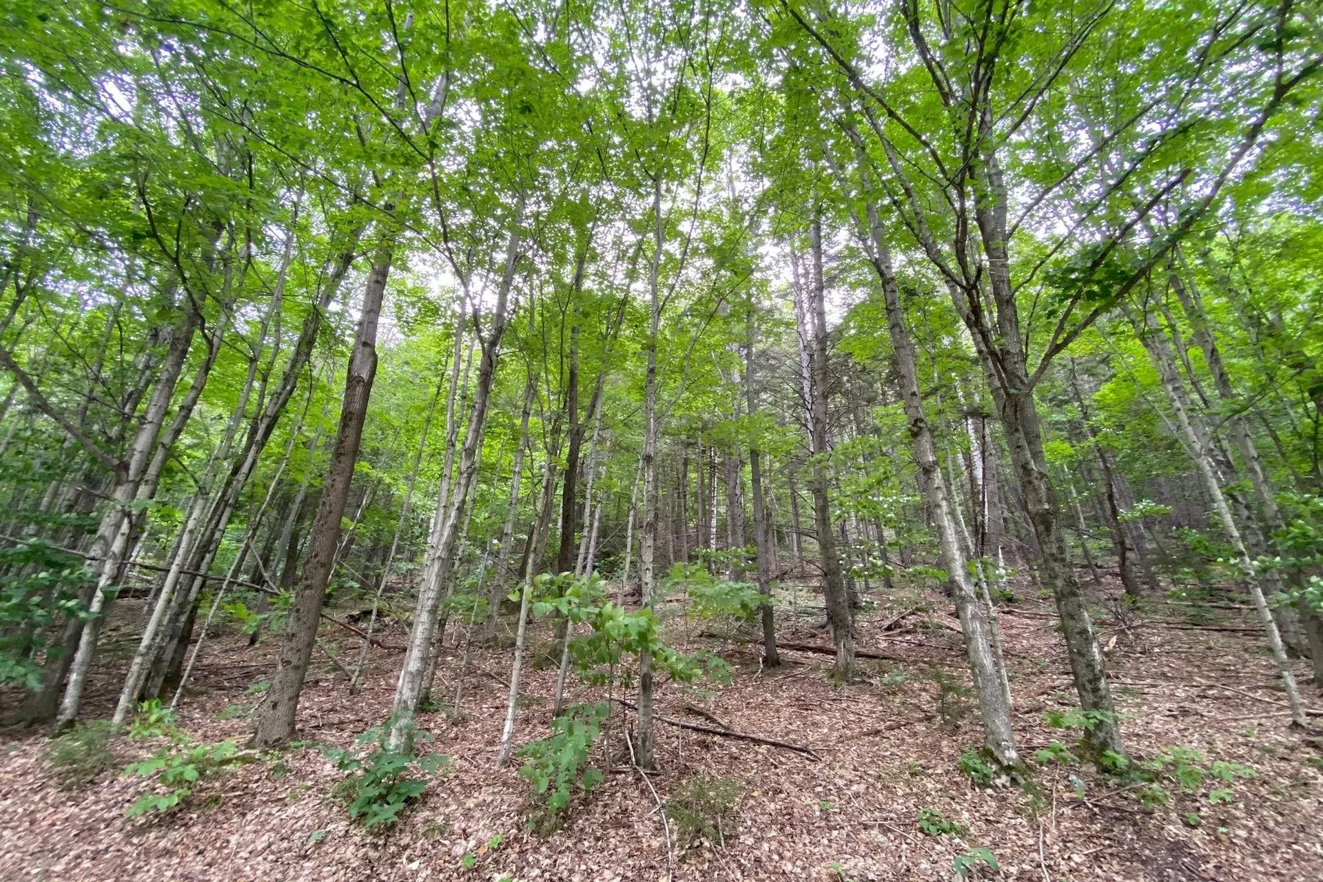 223 E Falcon Loop Rochester VT 05767