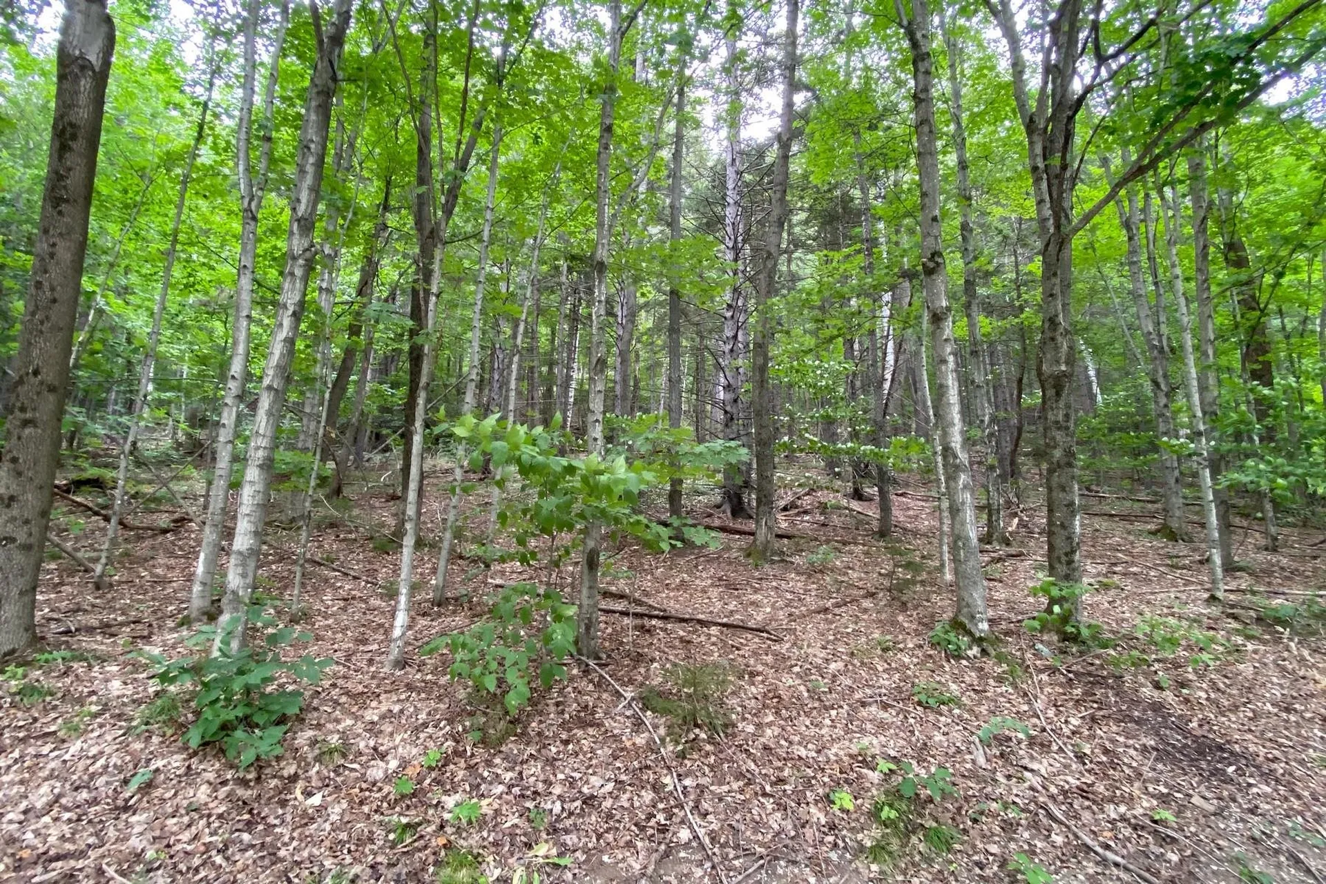 223 E Falcon Loop Rochester VT 05767