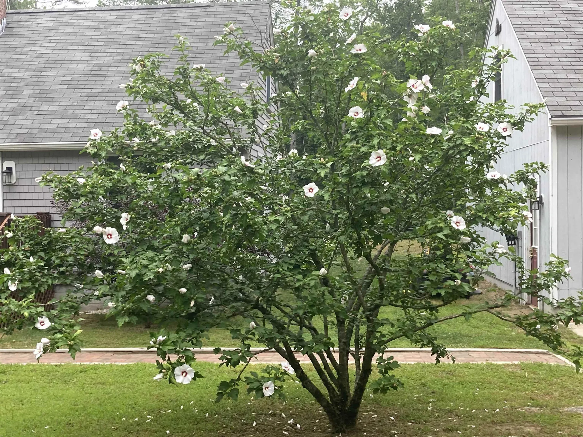 5 Wilkele Road Sandown NH 03873