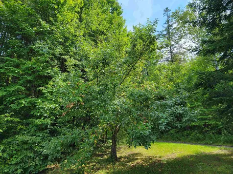 1832 Allard Hill Road Wheelock VT 05851