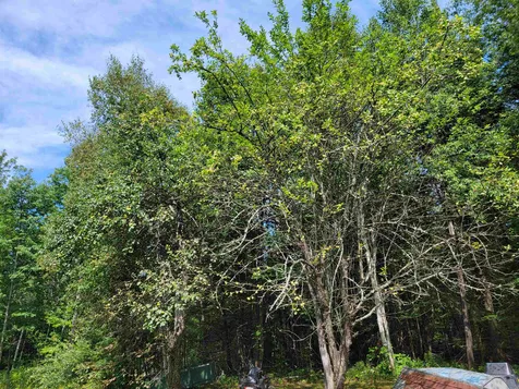 1832 Allard Hill Road Wheelock VT 05851