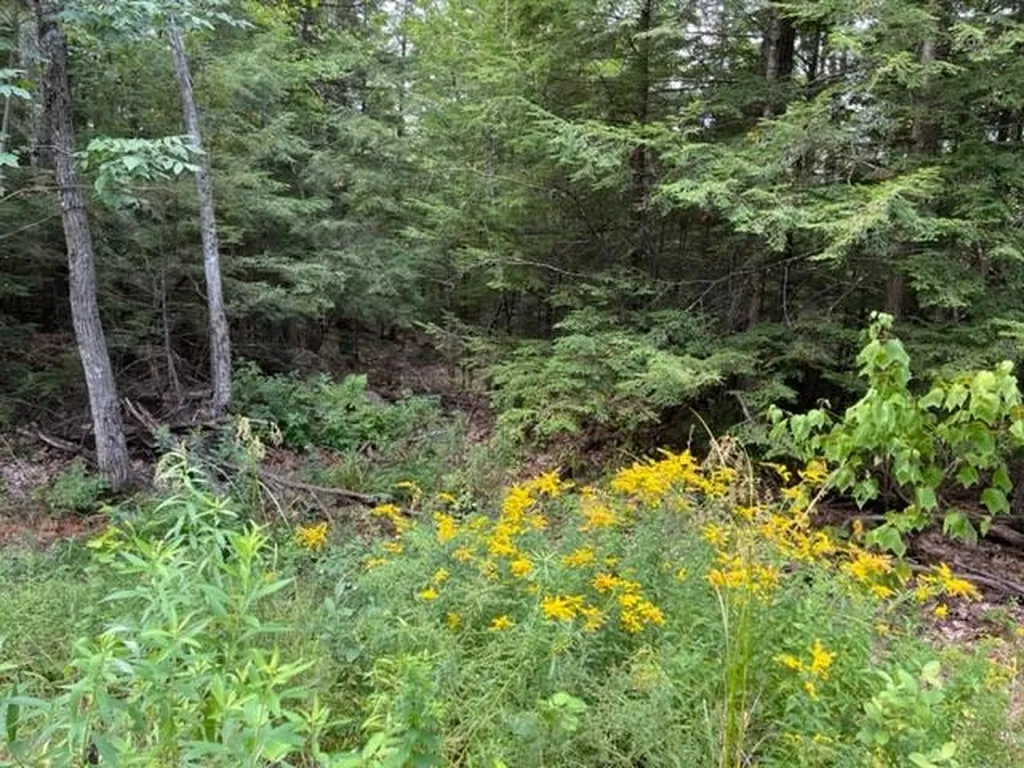 585 Grafton Turnpike Road Canaan NH 03741
