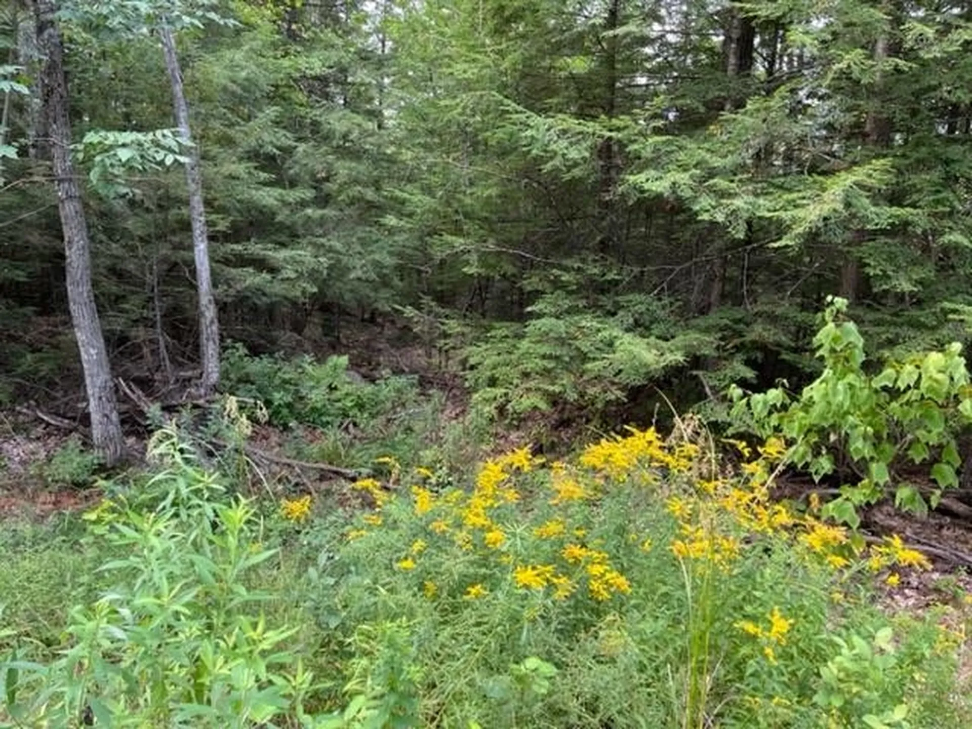 585 Grafton Turnpike Road Canaan NH 03741