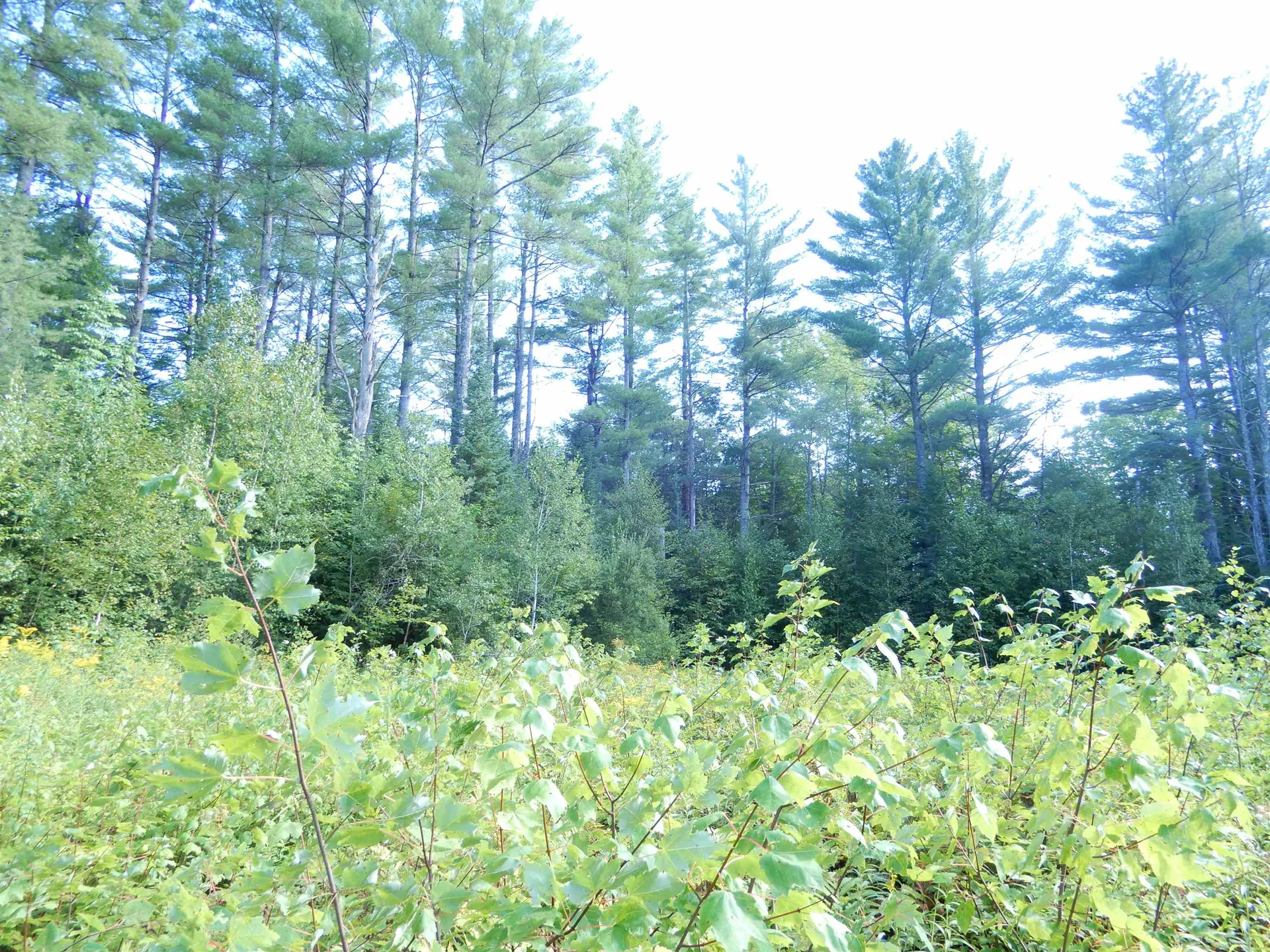 38 Cider Mill Road Canaan NH 03741