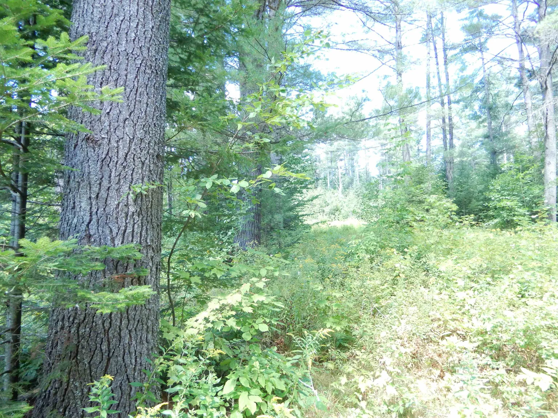 38 Cider Mill Road Canaan NH 03741