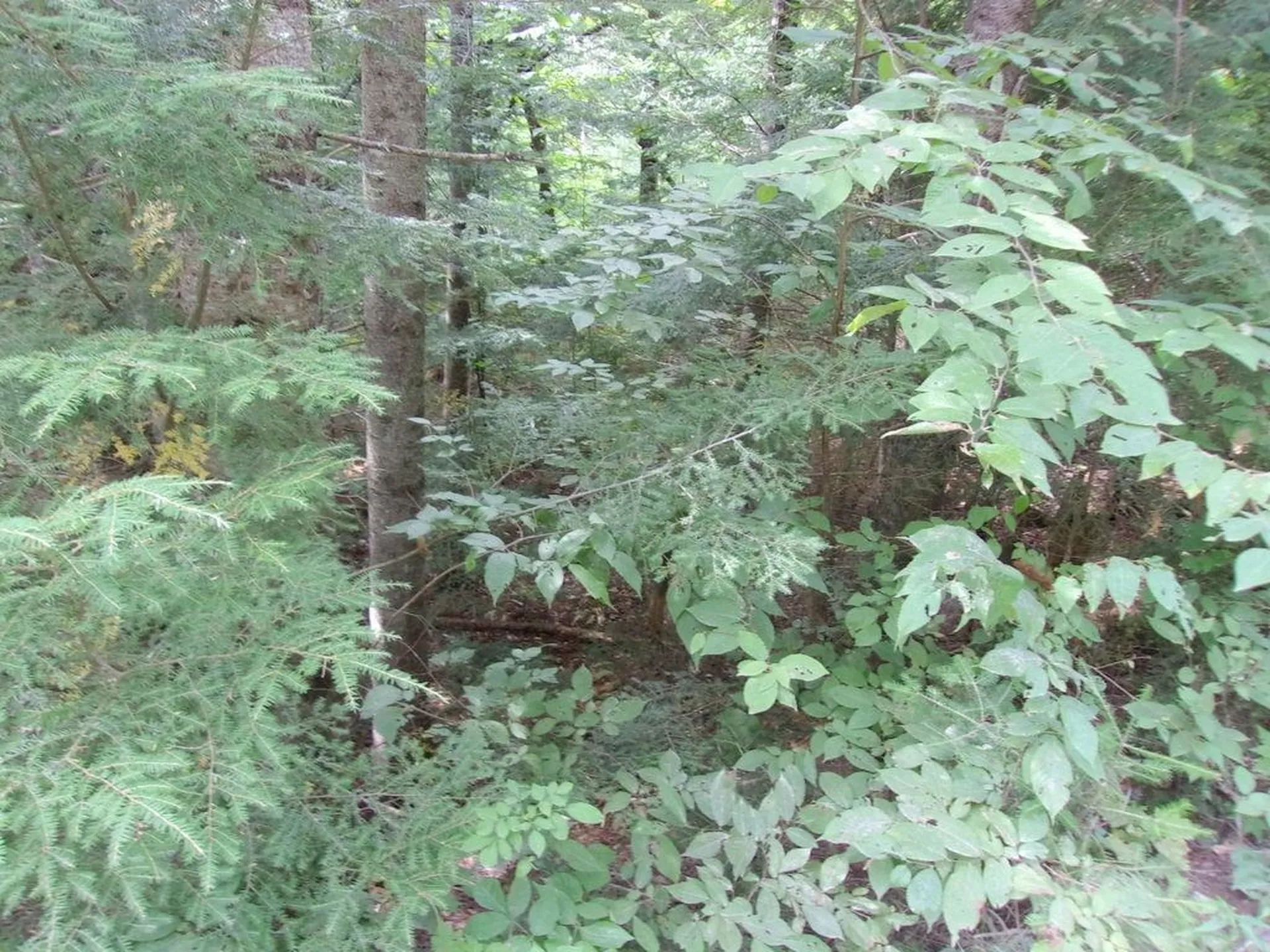 Swiftwater Circle Haverhill NH 03785