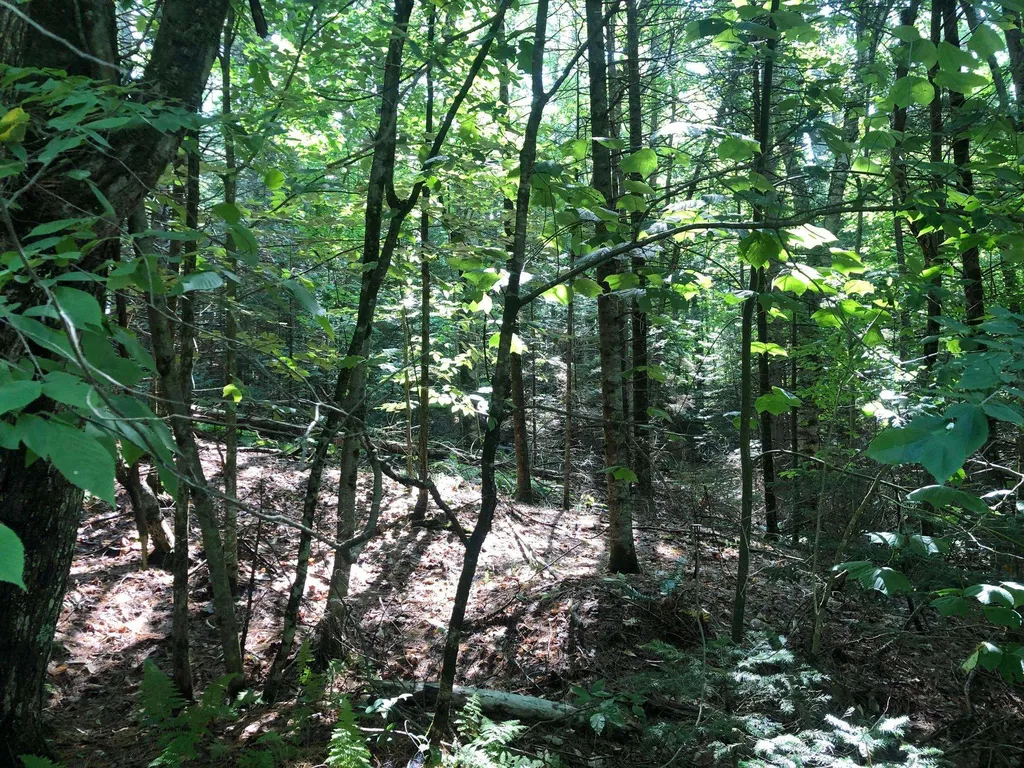 Kinsman Road Haverhill NH 03785