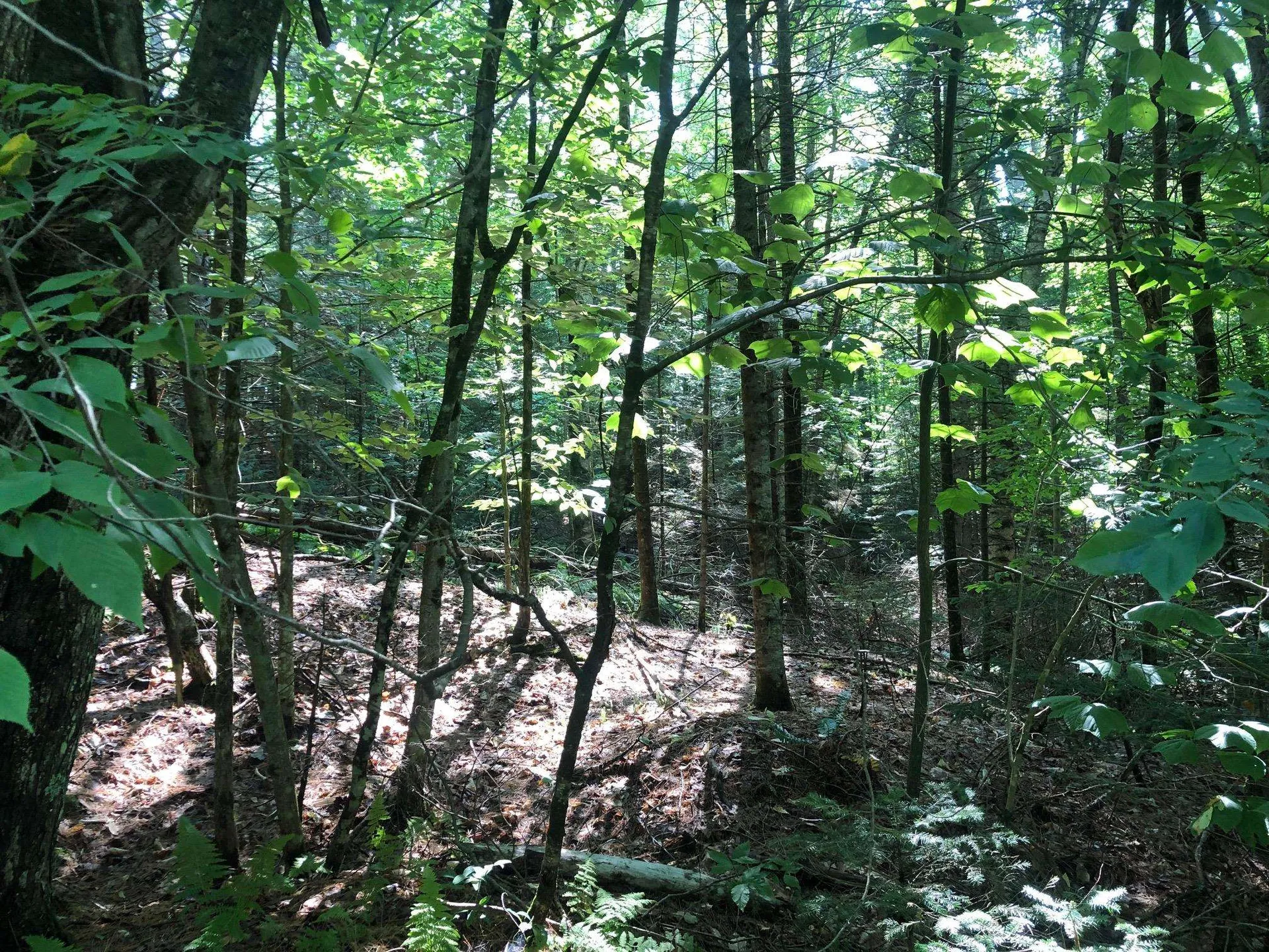 Kinsman Road Haverhill NH 03785