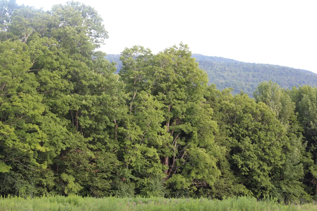170 Cloverpatch Road Hartford VT 05091