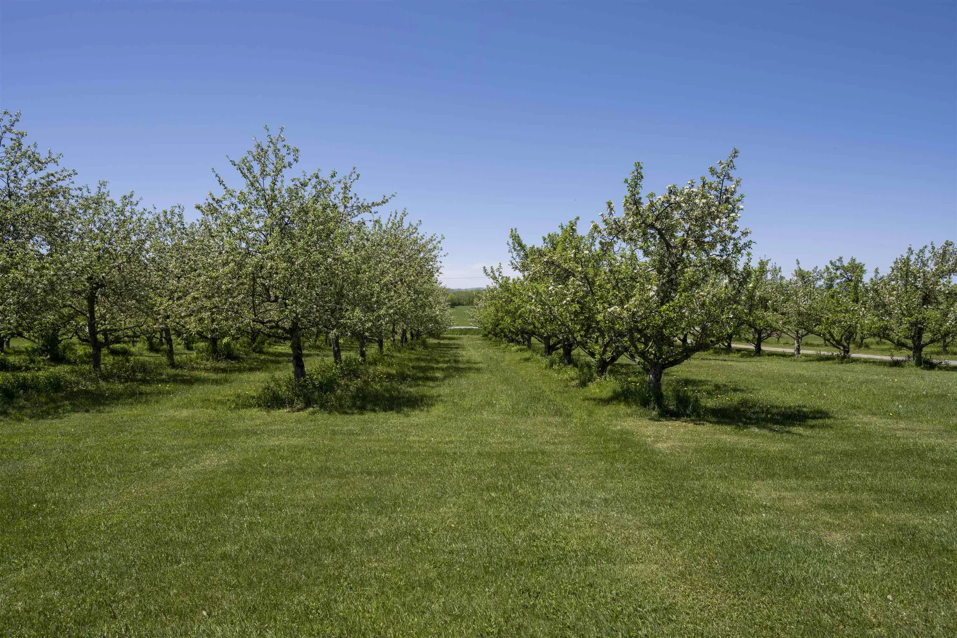 1131 South Bingham Street Cornwall VT 05753