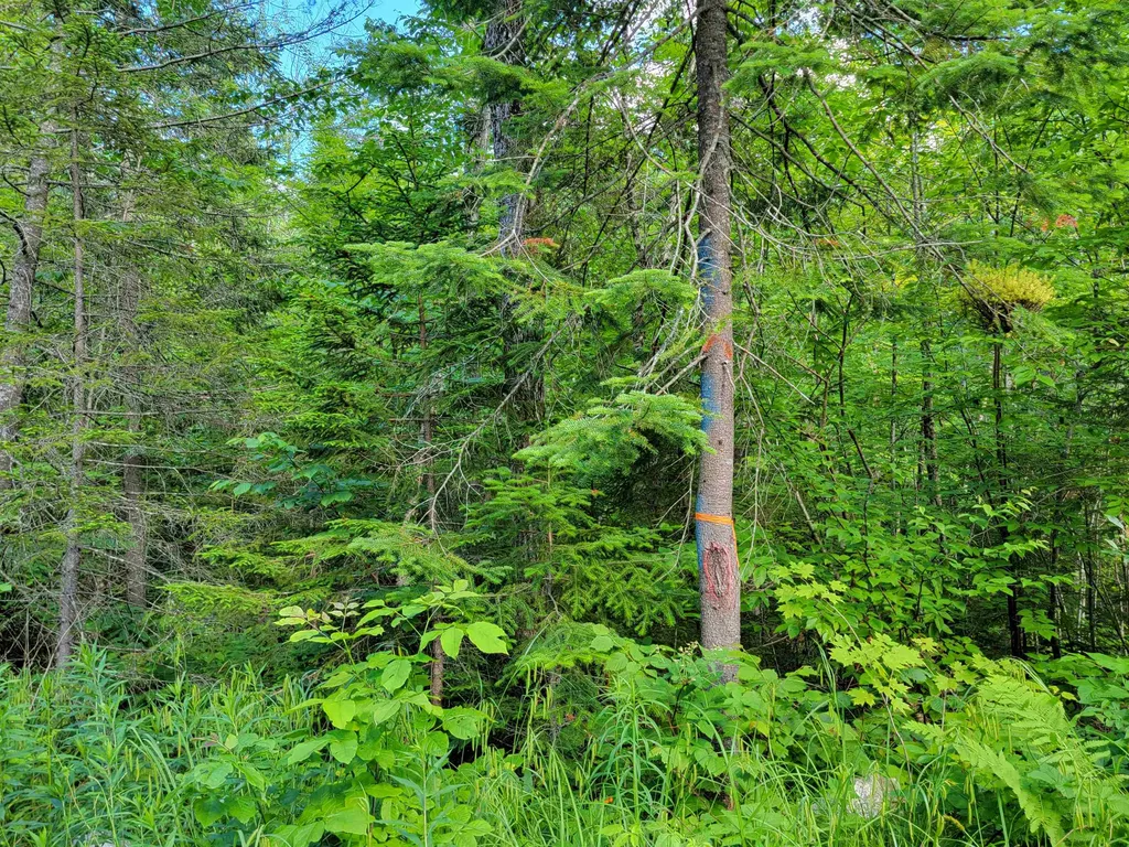 00 Territory Road Topsham VT 05076