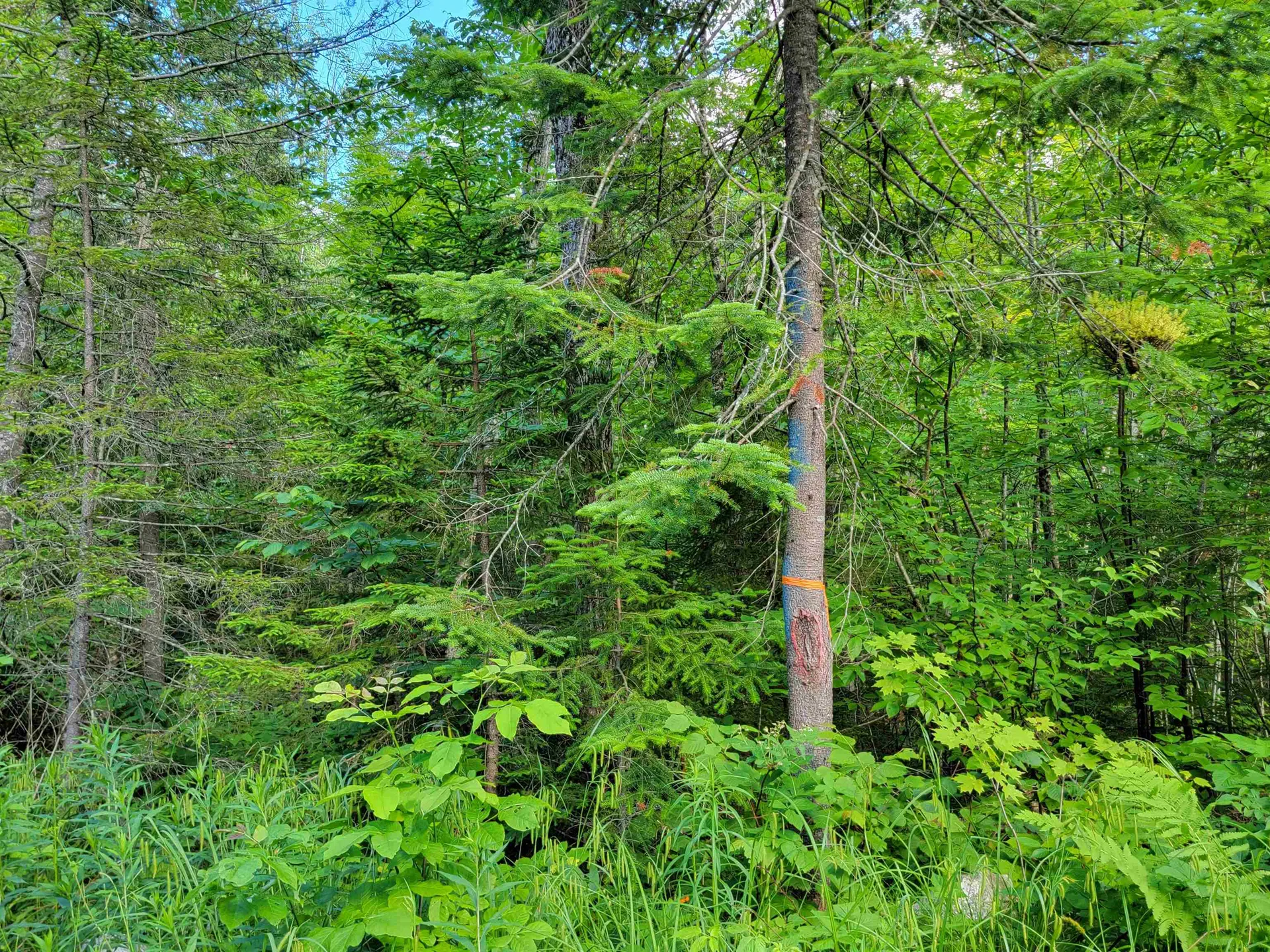 00 Territory Road Topsham VT 05076