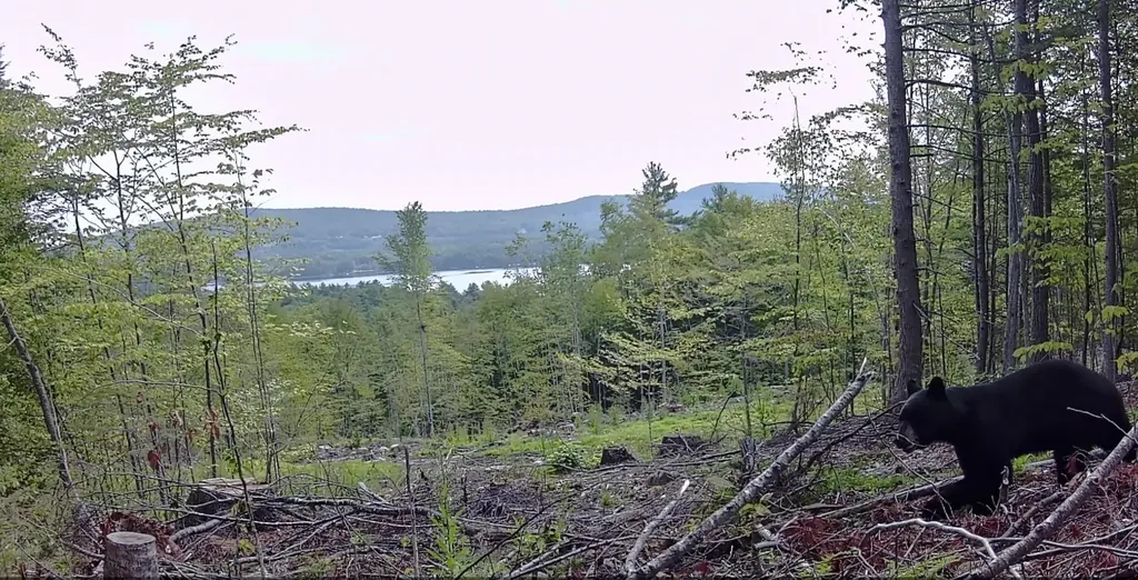 0 Simon Hill Road Effingham NH 03882