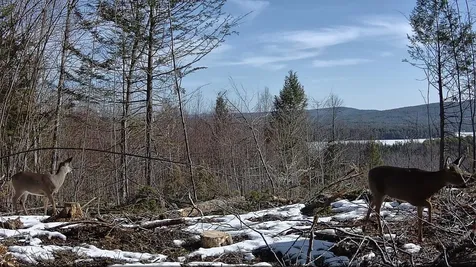 0 Simon Hill Road Effingham NH 03882